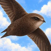 Common Swift