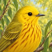 American Yellow Warbler
