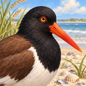 American Oystercatcher