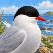Arctic Tern