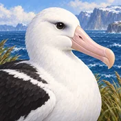 Snowy Albatross