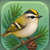 Kinglet