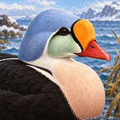 King Eider