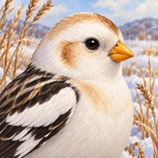 Snow Bunting