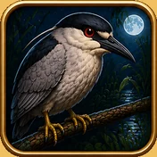 Night heron
