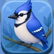 Blue jay